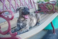 Bear, a male American Bulldog and German Shepherd Dog for sale in Fort Wayne, IN – 2 of 2