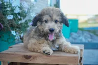 Jake, a male Aussiedoodle for sale in Fort Wayne, IN – 2 of 2