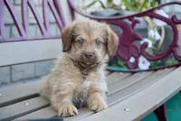 Rambo, a male Aussiedoodle for sale in Fort Wayne, IN – 1 of 2