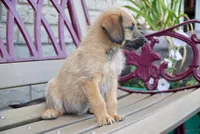 Jack, a male Aussiedoodle for sale in Fort Wayne, IN – 2 of 2