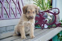 Rambo, a male Aussiedoodle for sale in Fort Wayne, IN – 2 of 2