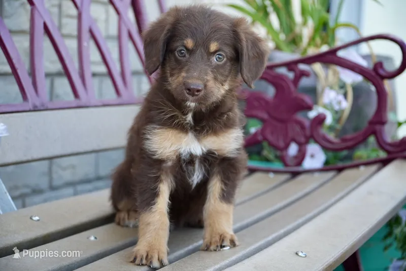 Rosie – Aussiedoodle puppy for sale in Fort Wayne, IN