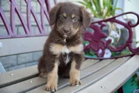 Rosie, a female Aussiedoodle for sale in Fort Wayne, IN – 1 of 2