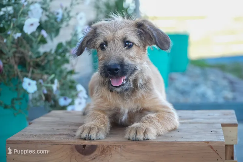 Jack – Aussiedoodle puppy for sale in Fort Wayne, IN