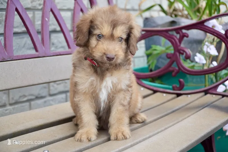 Honey – Aussiedoodle puppy for sale in Fort Wayne, IN