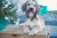 Rambo, a male Aussiedoodle for sale in Fort Wayne, IN – 2 of 2