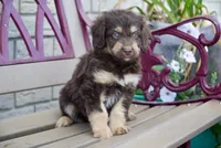 Bruno, a male Aussiedoodle for sale in Fort Wayne, IN – 2 of 2