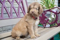 Honey, a female Aussiedoodle for sale in Fort Wayne, IN – 2 of 2