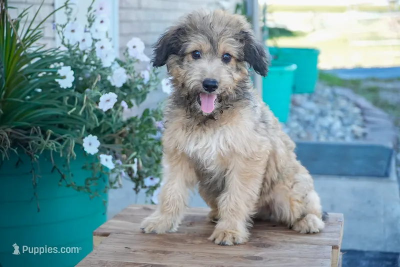 Jack – Aussiedoodle puppy for sale in Fort Wayne, IN