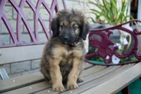 Teddy, a male Aussiedoodle for sale in Fort Wayne, IN – 2 of 2