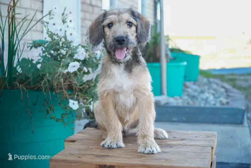 Rambo – Aussiedoodle puppy for sale in Fort Wayne, IN