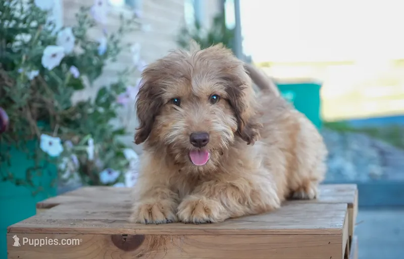 Honey – Aussiedoodle puppy for sale in Fort Wayne, IN