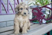 Ivy, a female Aussiedoodle for sale in Fort Wayne, IN – 2 of 2