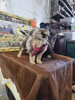 Maggie, a female Aussiedoodle for sale in Fort Wayne, IN – Photo 3 of 4