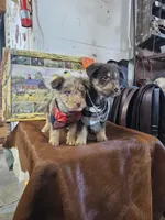 Maggie, a female Aussiedoodle for sale in Fort Wayne, IN – Photo 4 of 4