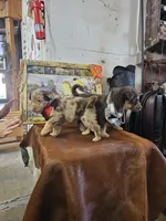 Maggie, a female Aussiedoodle for sale in Fort Wayne, IN – Photo 2 of 4