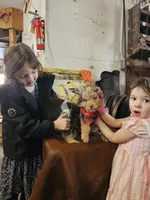 Maggie, a female Aussiedoodle for sale in Fort Wayne, IN – Photo 1 of 4