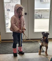 Abby, a female Aussiedoodle for sale in Fort Wayne, IN – Photo 3 of 3