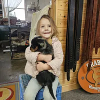 Abby, a female Aussiedoodle for sale in Fort Wayne, IN – Photo 2 of 2