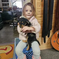 Abby, a female Aussiedoodle for sale in Fort Wayne, IN – Photo 1 of 2