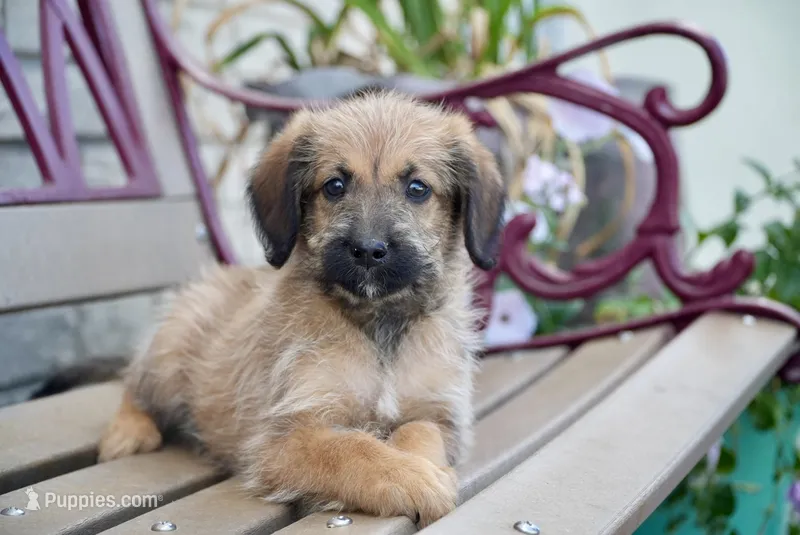 Jack – Aussiedoodle puppy for sale in Fort Wayne, IN