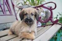 Jack, a male Aussiedoodle for sale in Fort Wayne, IN – 1 of 2