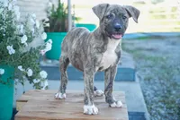 Leo, a male American Bulldog and German Shepherd Dog for sale in Fort Wayne, IN – 3 of 3