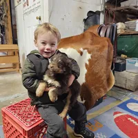 Remi, a male Aussiedoodle for sale in Fort Wayne, IN – Photo 4 of 4