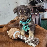 Remi, a male Aussiedoodle for sale in Fort Wayne, IN – Photo 2 of 4