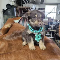Remi, a male Aussiedoodle for sale in Fort Wayne, IN – Photo 3 of 4