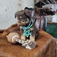 Remi, a male Aussiedoodle for sale in Fort Wayne, IN – Photo 1 of 4