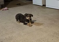 Remi, a male Aussiedoodle for sale in Fort Wayne, IN – Photo 5 of 5