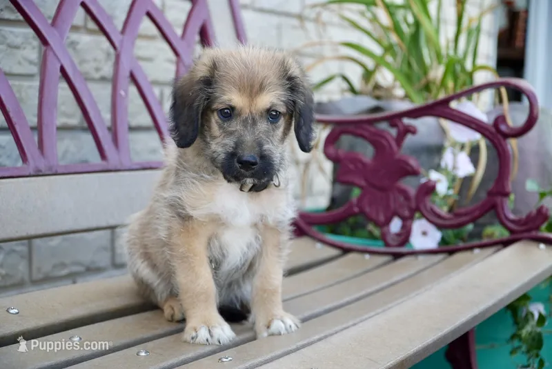 Ace – Aussiedoodle puppy for sale in Fort Wayne, IN