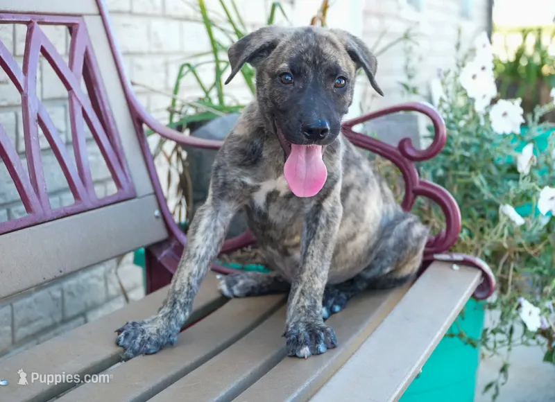 Bear – American Bulldog, German Shepherd Dog puppy for sale in Fort Wayne, IN