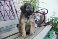 Teddy, a male Aussiedoodle for sale in Fort Wayne, IN – 1 of 2