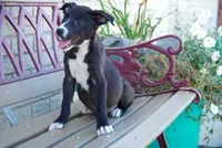 Lily, a female American Bulldog and German Shepherd Dog for sale in Fort Wayne, IN – 2 of 2