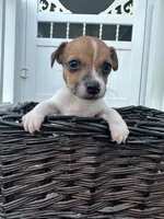 Baby, a male Jack Russell Terrier for sale in Clarkton, NC – 2 of 3