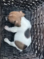 Baby, a male Jack Russell Terrier for sale in Clarkton, NC – 3 of 3