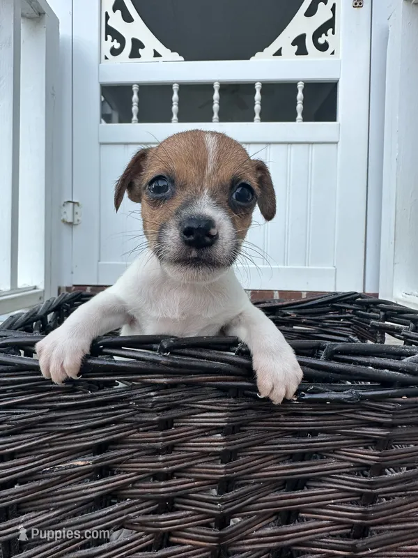 Baby – Jack Russell Terrier puppy for sale in Clarkton, NC