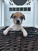 Baby, a male Jack Russell Terrier for sale in Clarkton, NC – 1 of 3