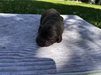 Brown Male, a male Newfoundland for sale in Burlington, WY – 2 of 3