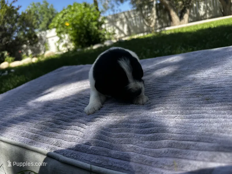 Black/White Landseer Female #1 – Newfoundland puppy for sale in Burlington, WY
