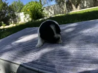 Black/White Landseer Female #1, a female Newfoundland for sale in Burlington, WY – 1 of 3
