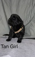 Tan Girl, a female Newfoundland for sale in Burlington, WY – Photo 1 of 3