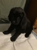 Tan Boy, a female Newfoundland for sale in Burlington, WY – Photo 1 of 5