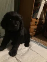 Tan Boy, a female Newfoundland for sale in Burlington, WY – Photo 2 of 5