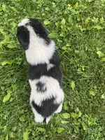 Black/White Landseer Male #1, a male Newfoundland for sale in Burlington, WY – 4 of 7