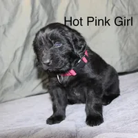 Hot Pink Girl, a female Newfoundland for sale in Burlington, WY – Photo 3 of 5
