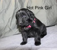 Hot Pink Girl, a female Newfoundland for sale in Burlington, WY – Photo 1 of 3