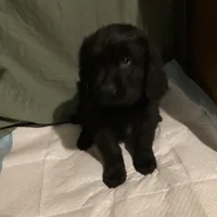 Hot Pink Girl, a female Newfoundland for sale in Burlington, WY – Photo 1 of 5